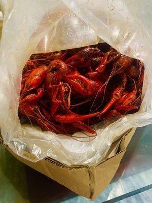 Crawfish