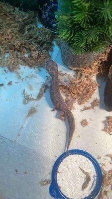 Our gecko, when we first brought her back. She was underweight when we brought her home