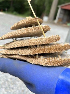 Yellow jacket nest Wylie removed from hay bales.