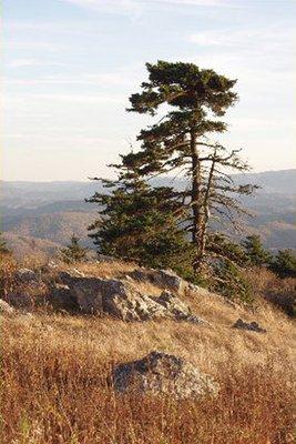 "Lone Pine" Photography by R Dean Barr. Signed, numbered, limited edition, giclee on canvas.