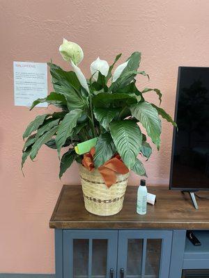 A beautiful, well priced plant