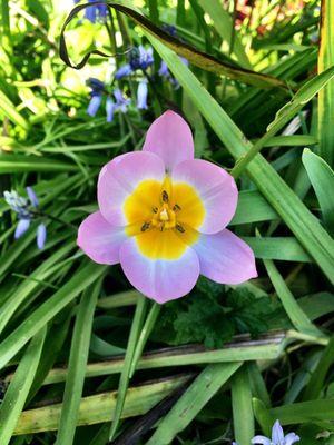 Such a lovely, dainty Spring blossom.