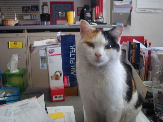 Callie the shop Cat she is our client greeter.