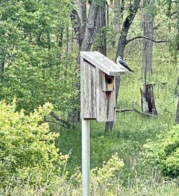 Bird watching at Asylum