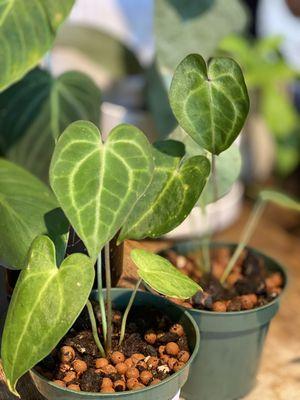 Anthurium Clarinervium