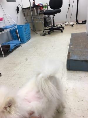 my dog inside the grooming room missing, what a disaster!