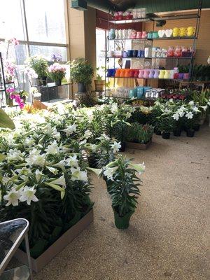 Looking for an Easter gift, we have blooming plants, lilies in all sizes still available. Friday 9-5, Sat 9-3 and Sunday 9-12