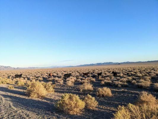 Watch out for cows Crossing Extraterrestrial Highway 375!