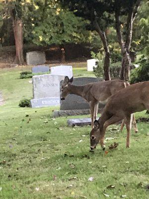 Deer grazing