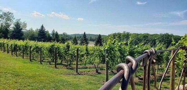 Vines at Bowers Harbor Vineyard