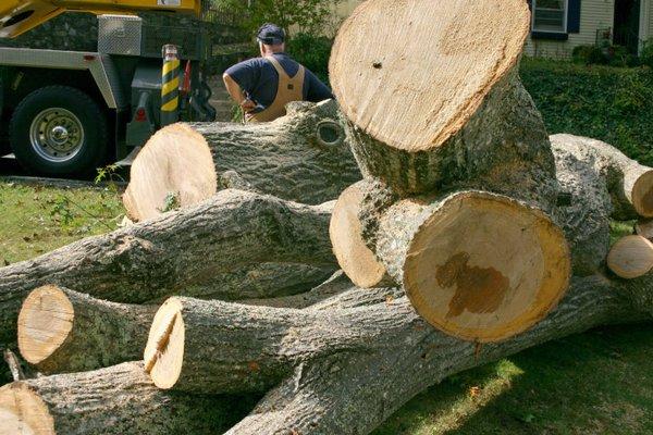 Storm Damaged Trees should be removed by a professional, as to not disrupt the landscape or structures