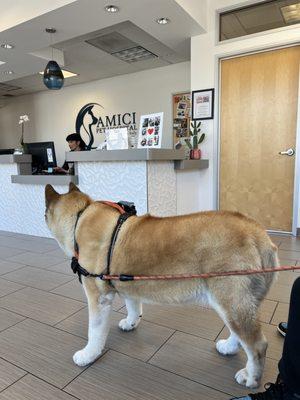 Zelda in the waiting room.