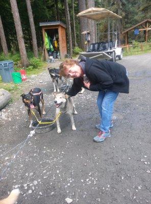 Alaska dog sled shore excursion.  One of many shore excursions available on Alaska cruises.