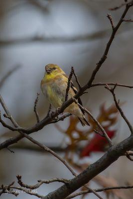 American Goldfinch