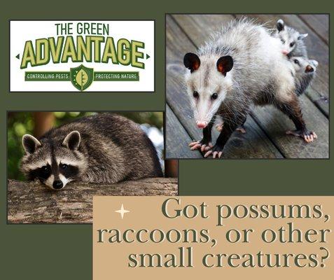 Are raccoons and possums invading your home? Call The Green Advantage because we have your back!!