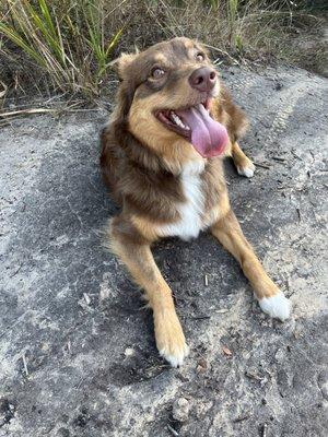 My doggo happy and healthy on the trail.