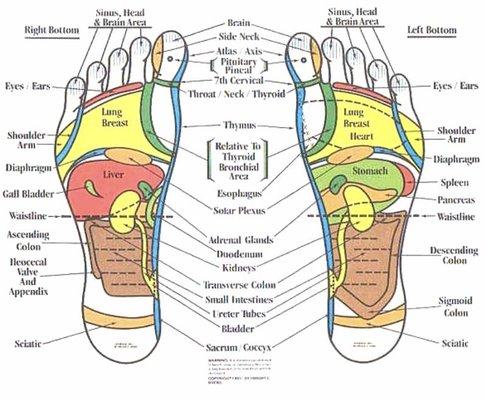 Reflexology map of feet