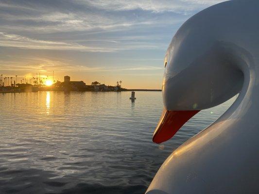 Swan Pedal Boats