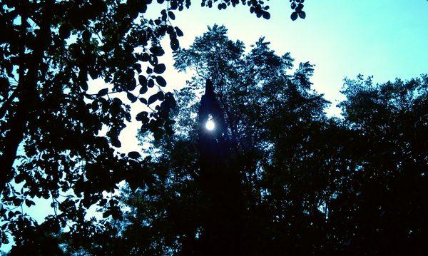 I had just assisted a group of "ghosts" to continue on, looked up, and the sun was perfectly centered in that hole in the tree.