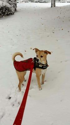 Mae (formerly known as Amber) exploring the snow.