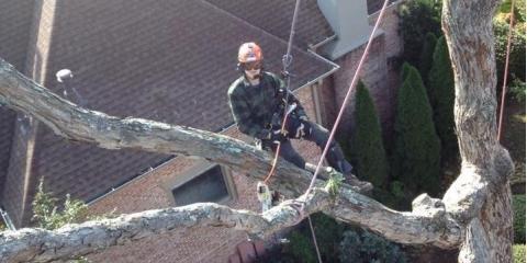 McAllister Tree Service