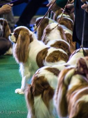 Cavaliers waiting to be judged.