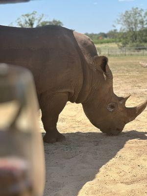 Blake the rhino and wonderful red wine!