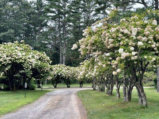 More lovely trees.