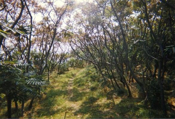 The woods on the north side of the island.