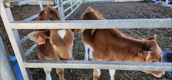 Calves in the Calf Barn...