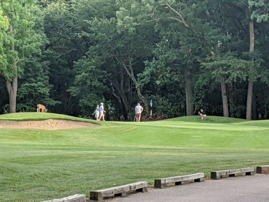 Golf in harmony with nature.