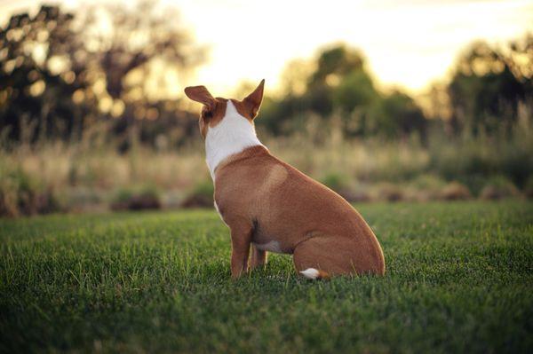 My dog watching the sunset