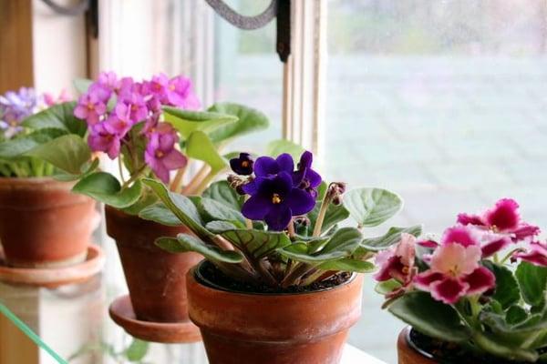 Blooming plants in sunshine.