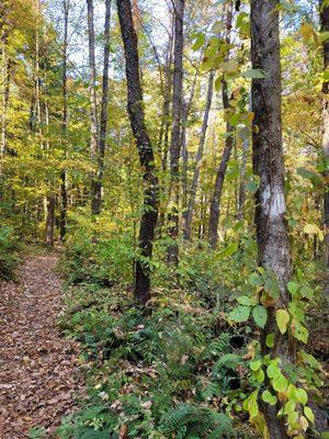 White trail marker