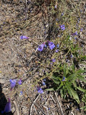 Wildflowers on our hike