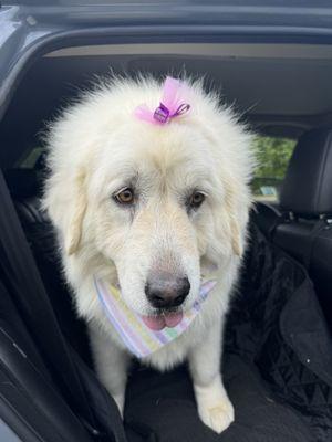 After the grooming today