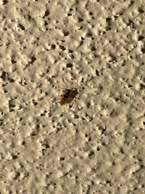 Brown banded cockroach on my ceiling