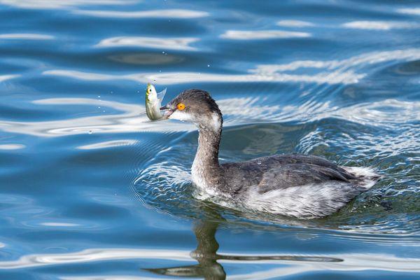 Western grebe caught a fish.