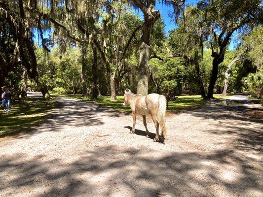 Cumberland Island National Seashore  -- wild horse