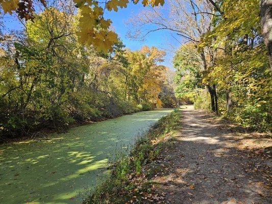 In back of the mill, the canal is covered in duckweed! Looks like a green carpet!