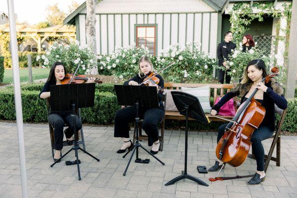 Organic String Quartet