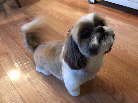 Zoey, Shih tzu happy with her new look!