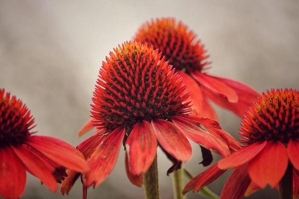 Cone Flowers