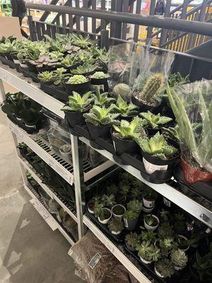 Plants! Succulents! Very reasonably-priced