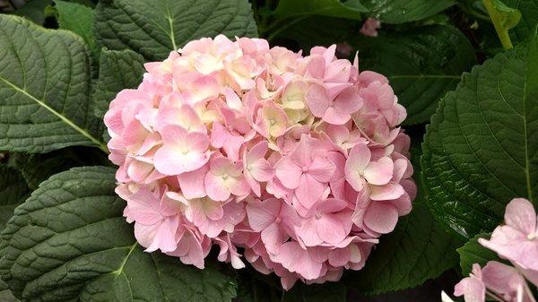 Hydrangea