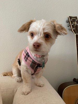 Ellie, a couple of weeks post-grooming.