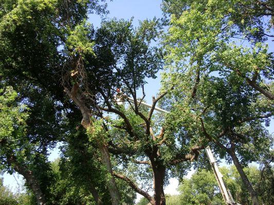 60 foot Elm Tree