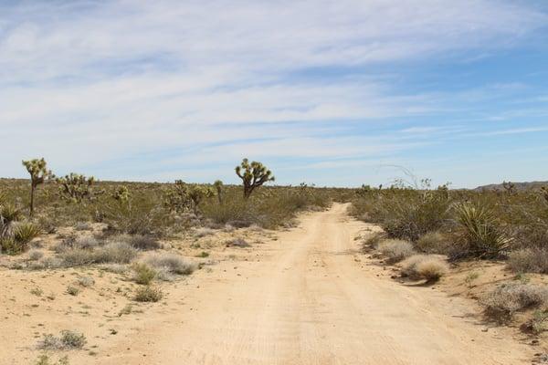 Road into the heart of Joshua Tree National Park