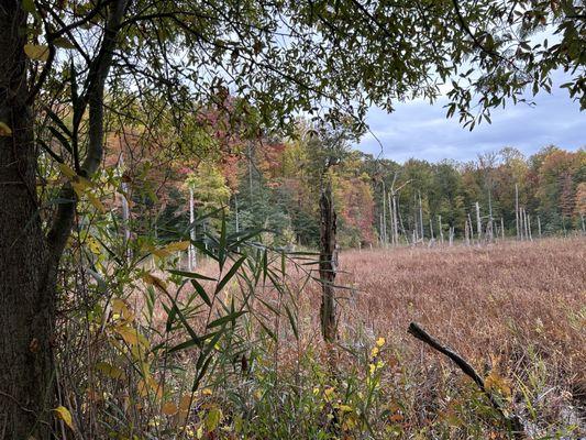 Marsh during the Autumn