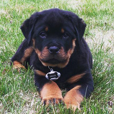 Rodsden Rottweilers Bred puppy "Gracie"